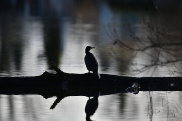 wunderschöner Wasser Vogel: Kormoran mit spitzem Schnabel in schwarzer Silhouette am Teich sitzend mit Blick Richtung links vor unscharfem Hintergrund
