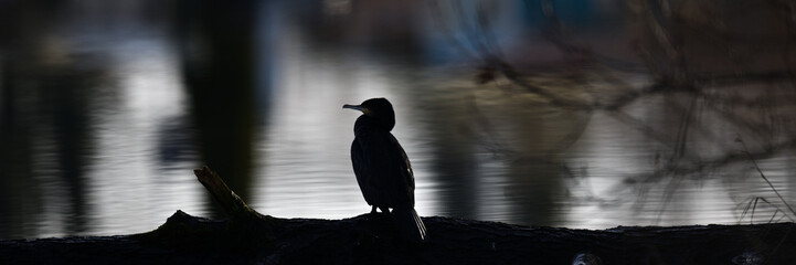wunderschöner Jäger: Kormoran Vogel mit spitzem Schnabel in schwarzer Silhouette am See sitzend...