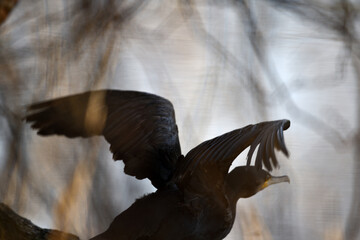 wunderschönes Tier beim Abflug: Kormoran Vogel mit Riesen Flügeln in schwarzer Silhouette am See...