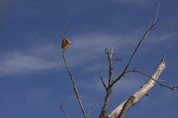 Last leaves on Autumn tree