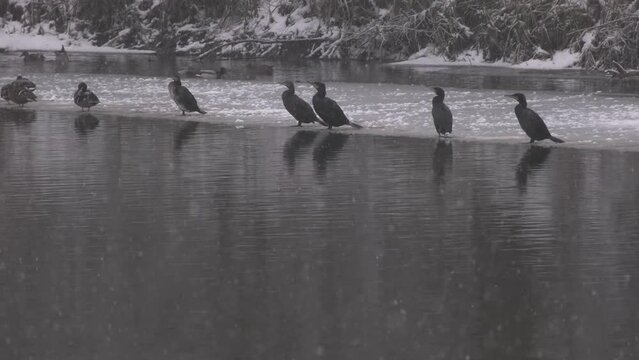 Great cormorant 4, birds in icy river, winter in the park, frosty day, snowfall, outdoor	