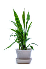 Indoor plant Sansevieria in a pot on a white background