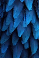 A close-up view of the intricate patterns and vibrant colors of blue bird feathers. Perfect for nature enthusiasts and bird lovers