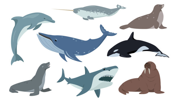 Sea and coast animal set. Marine mammals, ocean fauna characters in different poses. Ocean aquatic animals. Nature Vector flat or cartoon illustration isolated on white background.