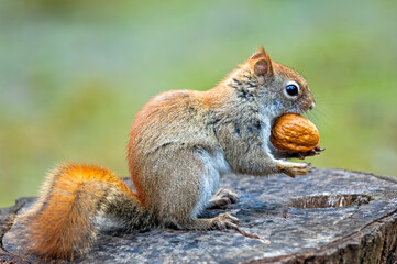 Young squirrel attempting to carry large nut in hopes of storing it for winter - obrazy, fototapety, plakaty