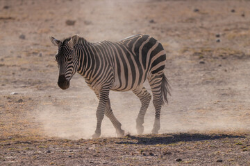 Fototapeta na wymiar a single zebra walks in the dry savannah of Amboseli NP
