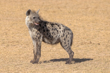 a single hyena in the dry savannah of Amboseli NP