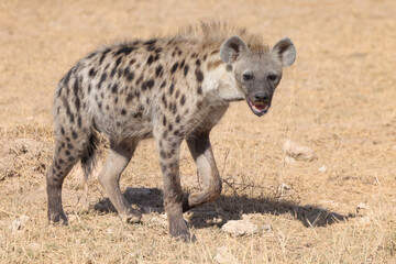 one single hyena in Amboseli NP