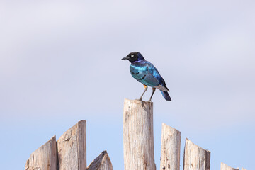 a blue eared starling on a wooden fence