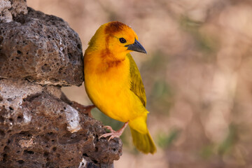 taveta golden weaver bird in Amboseli NP