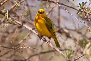 taveta golden weaver bird in Amboseli NP
