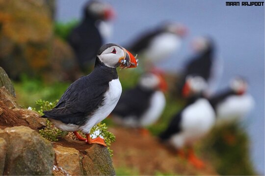 Puffin Bird Fish