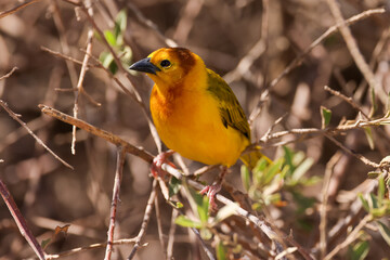 taveta golden weaver bird in Amboseli NP