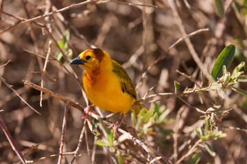 a taveta golden weaver bird in Amboseli NP