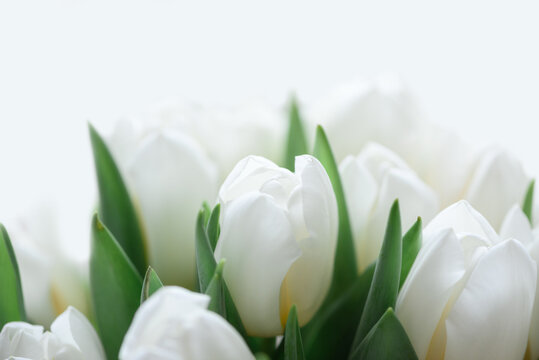 Close-up bouquet of white tulips. Anniversary celebration concept. Soft focus