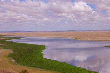 bright green lakeside in Amboseli NP