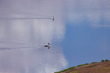 Fototapeta na wymiar high angle view of two swimming pelicans in a lake of Amboseli NP