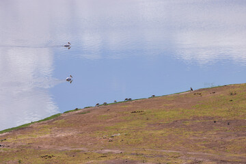 high angle view of two swimming pelicans in a lake of Amboseli NP
