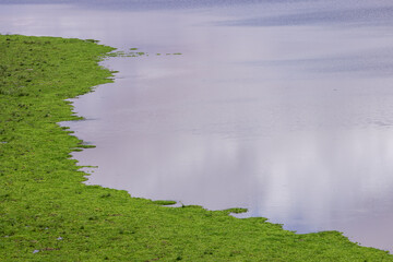 bright green lakeside in Amboseli NP