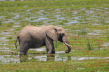 Fototapeta premium an african elephant in the swamps of Amboseli NP