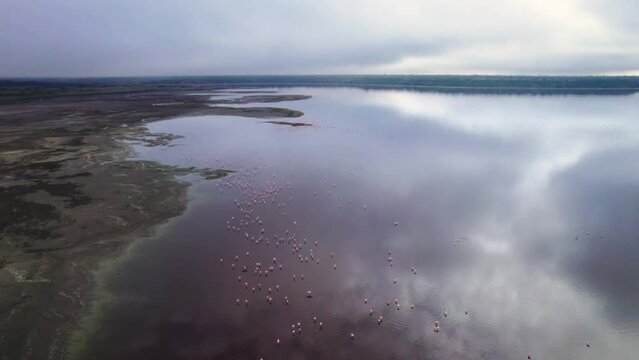 Aerial view, drone view, of wild beautiful pink flamingos in a lake in Tanzania, Africa in 4k
