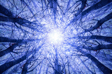 Poplar trees reaching to the sky in autumn
