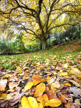 Autumn landscape with poplar and walnut trees