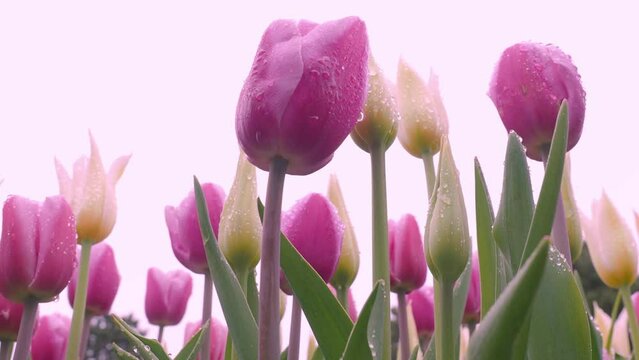 Landscape footage of colorful tulip flowers blooming in the field on April to May in Netherlands spring and summer time. Many vivid colour of Holland tulips field blowing by light wind. Low angle view