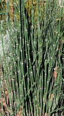 Obraz premium Equisetum hyemale | Equisetum hyemale - Rough horsetail - Scouringrush horsetail - Tall scouring-rush. Upright dark green common Scouring Rush reed-like 