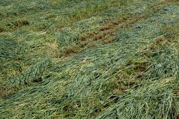Field of mown grass, top view. The texture freshly cut meadow for publication, poster, calendar, post, screensaver, wallpaper, postcard, banner, cover. High quality photo