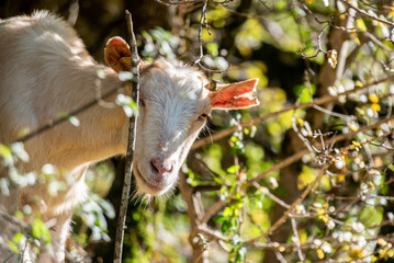 Goats grazing in the mountainous wilderness of lake Como