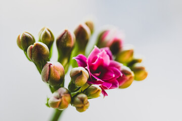 Kalanchoe pink flower blossoms - close up