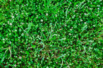 Green meadow, top view. Natural grass field background for design or project. Summer meadowland texture. Floral landscape for publication, poster, screensaver, wallpaper, postcard, banner, cover, post