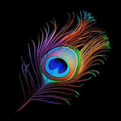 beautiful peacock feather on black background