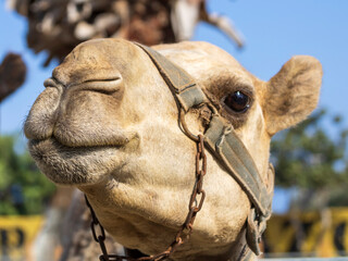 Camel head in halter looking at camera