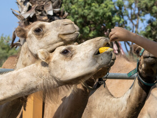 Camels eating corn cob