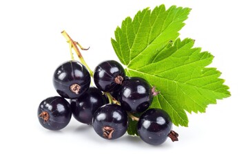 Isolated black currant bunch with leaf on white background