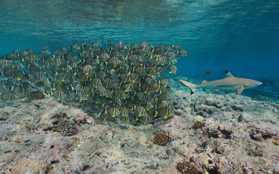 A school of tropical fish (whitespotted surgeonfish) follow a blacktip reef shark underwater in the Pacific ocean, natural scene, French Polynesia