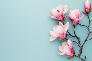 Minimalistic still life with pink magnolia flowers on a soft blue background suitable for a wedding...