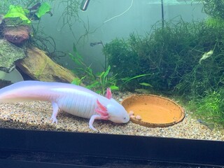 Axolotl in aquarium
