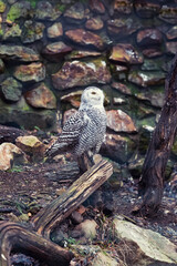 other birds in the wild