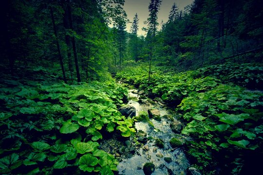 Dark Green Forest River 1