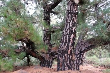 Large old tree of Pinus canariensis (Pino Canario) in National Park Caldera de Taburiente, La Palma, Canary Islands, Spain. 