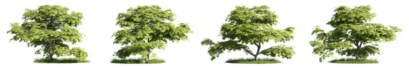 Group of trees and plants, 3D rendering, cutout with transparent background, great for illustration, composition, architecture visualization