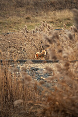 other birds in the wild