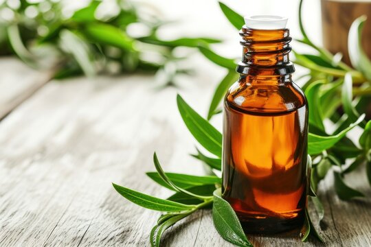 Tea tree leaves and oil in glass bottle