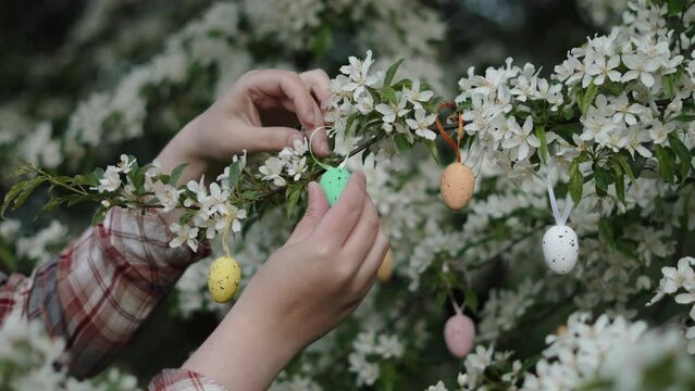 Unrecognizable woman hangs decorative colored egg on ribbon on flowering branch. Gardener decorates orchard on Easter Eve. Symbols of life decorate the spring blossoming tree.