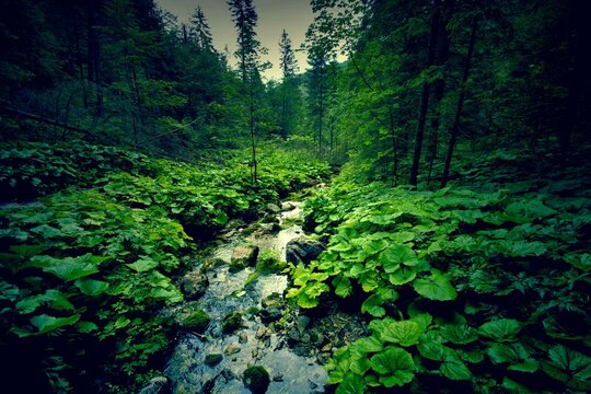 Dark Green Forest River 1