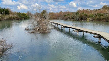 lake in the forest 