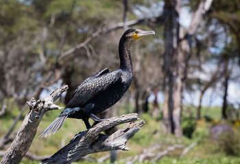 Afrykańskie ptaki Jeziora Naivasha Kenia © kubikactive